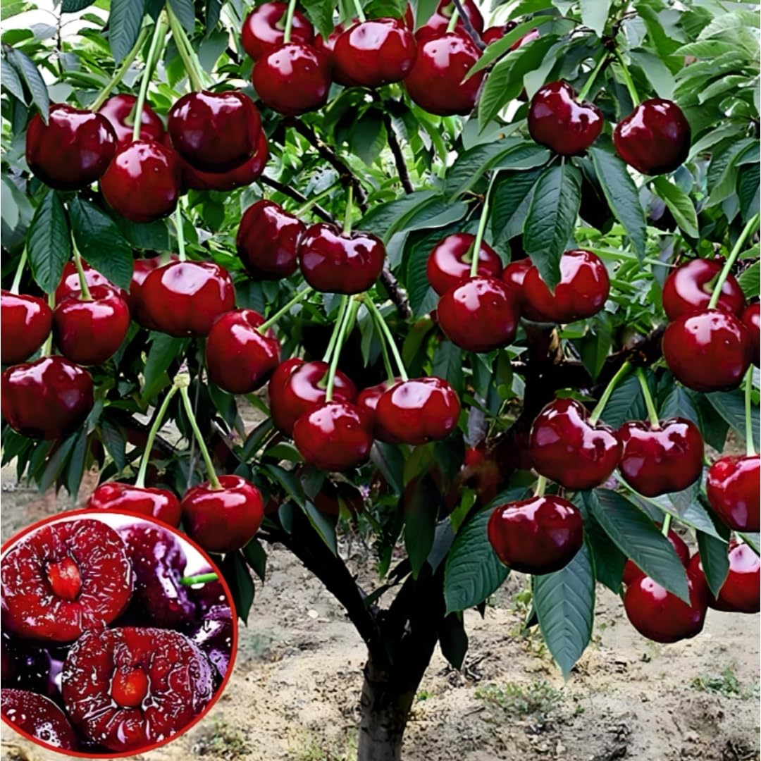 BuggyBeds apple seeds assortment for fresh apples in balcony gardens and small plots.