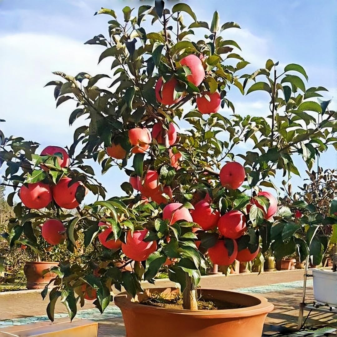 BuggyBeds mulberry seeds assortment offers berry production in edible landscapes.