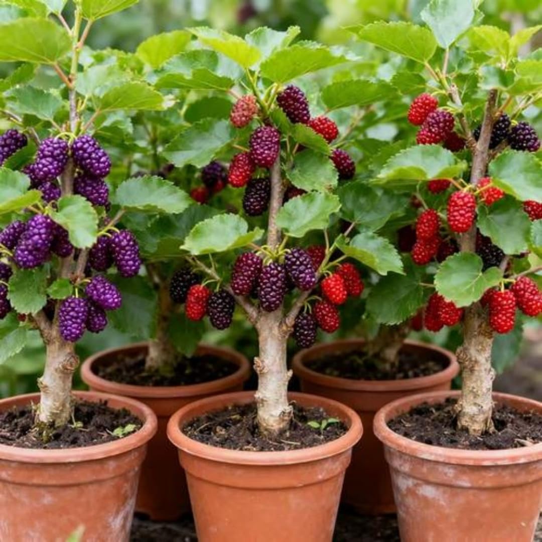BuggyBeds sugar-apple seeds assortment enables tropical-style fruiting in home plots.