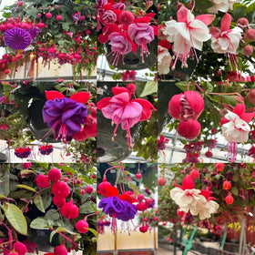 BuggyBeds fuchsia seeds for perennial hanging flower, vibrant balcony display