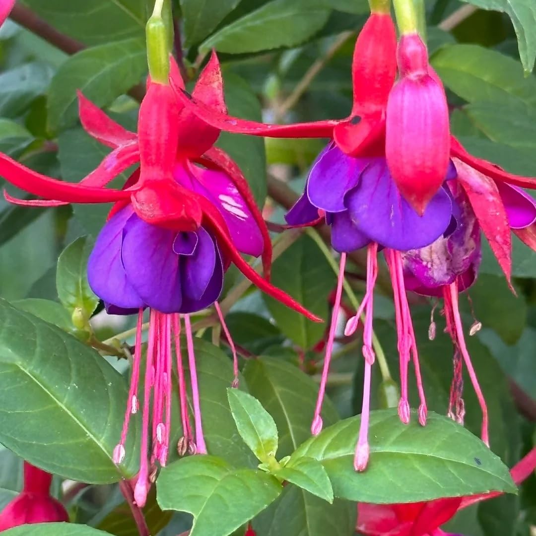 BuggyBeds fuchsia seeds perfumed blooms for indoor balcony decor