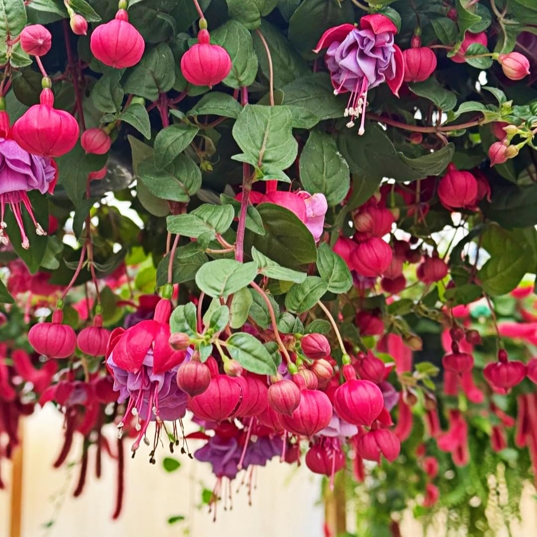 BuggyBeds 200 seeds for abundant blooms in pots and baskets