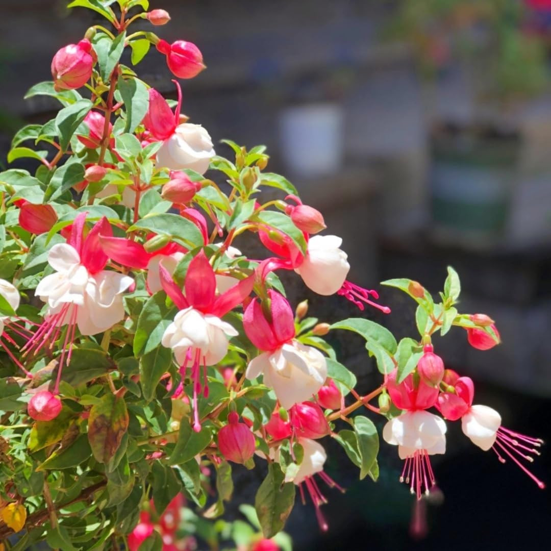 BuggyBeds fuchsia seeds suited for balcony, patio, and indoor bonsai setups
