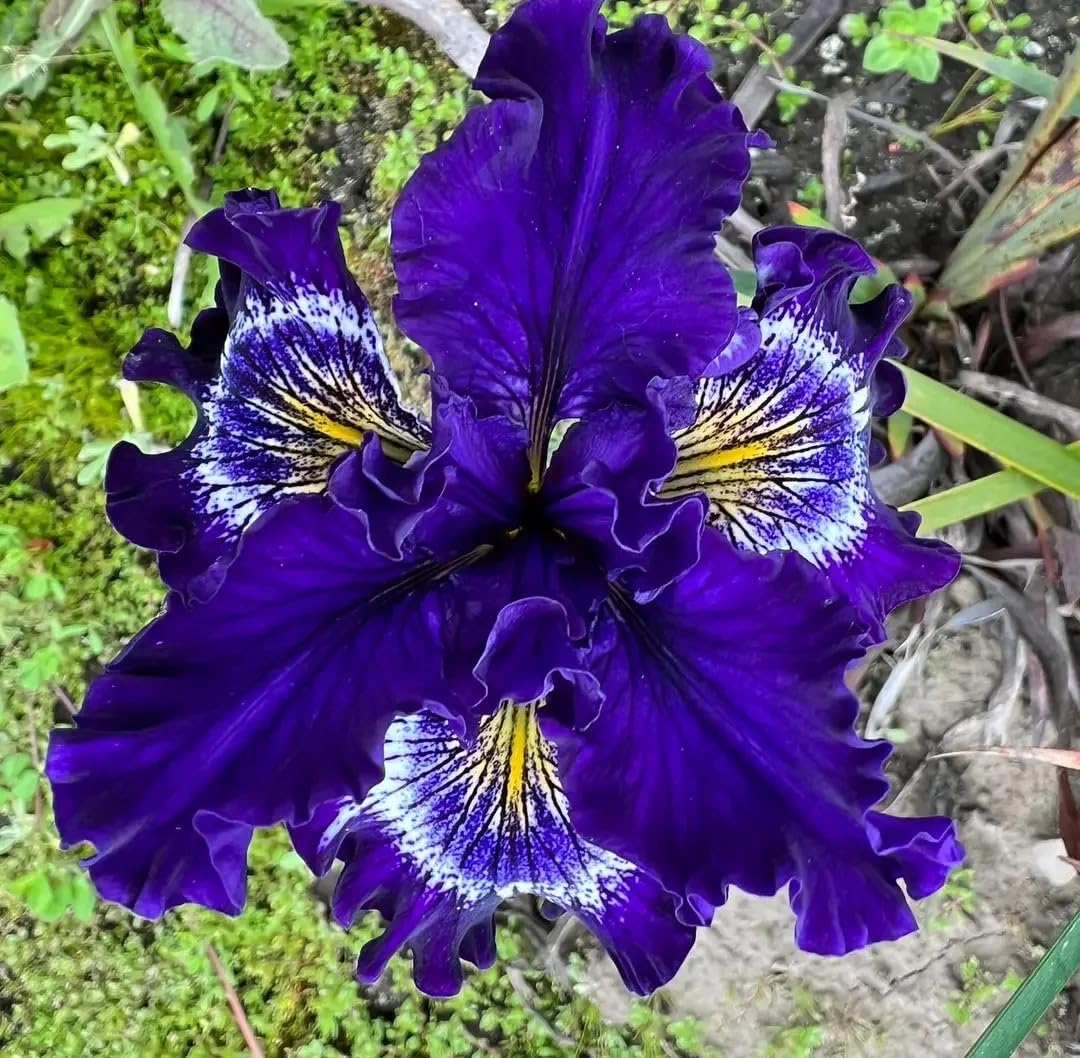 BuggyBeds full-sun iris varieties thriving in bright garden borders.