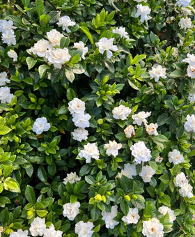 BuggyBeds Gardenia seeds bloom-season – abundant flowers from summer through fall