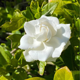 BuggyBeds Gardenia seeds glossy foliage – evergreen leaves for year round color