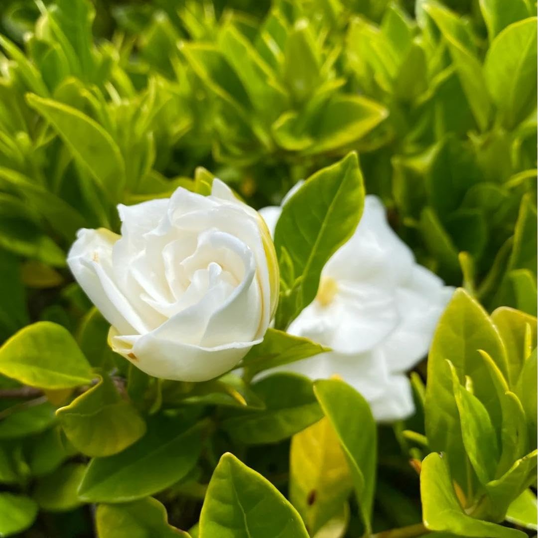 BuggyBeds Gardenia seeds pots-border – vibrant blooms along borders or containers