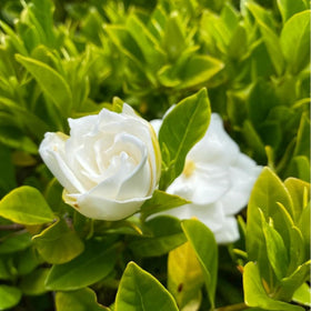 BuggyBeds Gardenia seeds pots-border – vibrant blooms along borders or containers