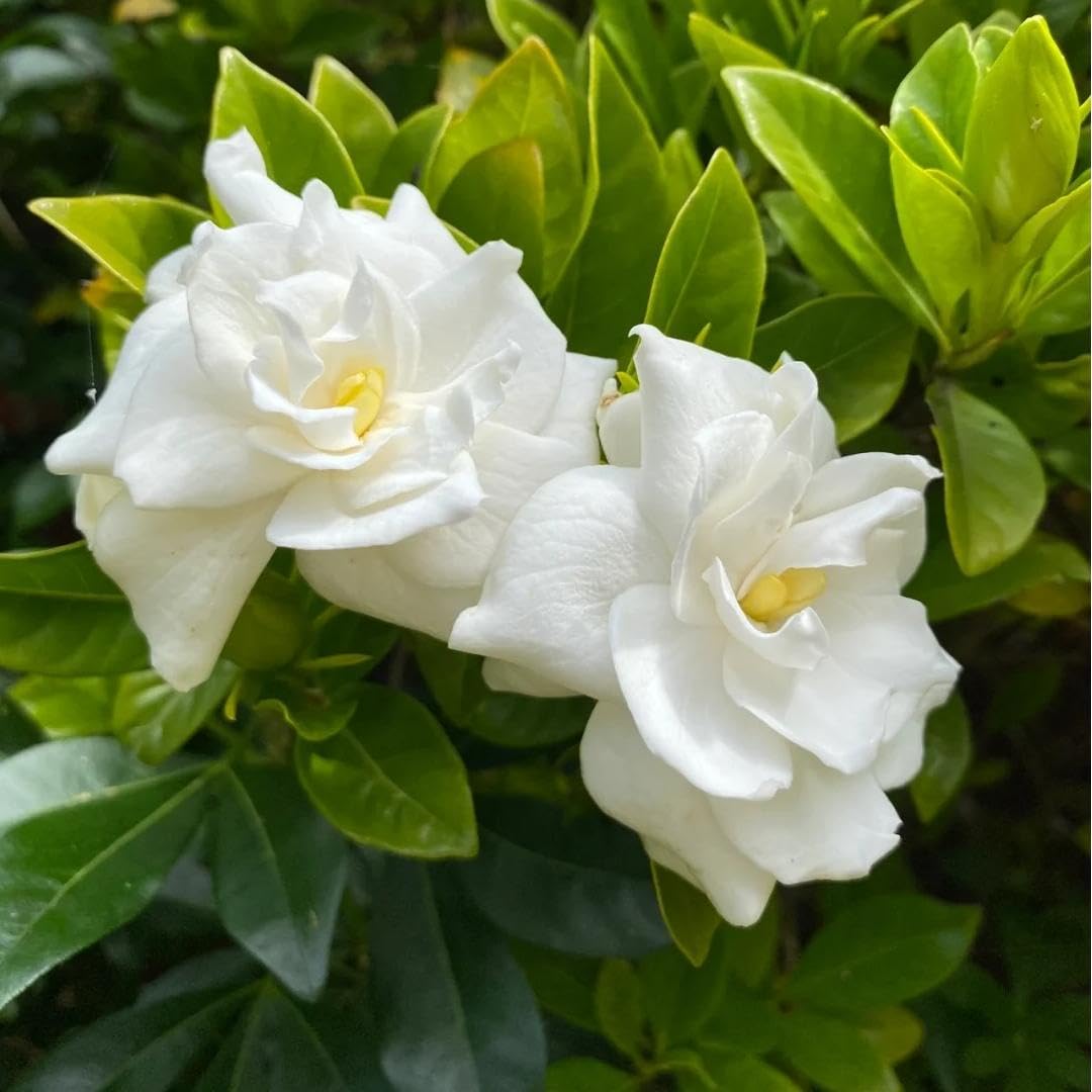 BuggyBeds Gardenia seeds white blooms – fragrant blossoms ideal for home pots