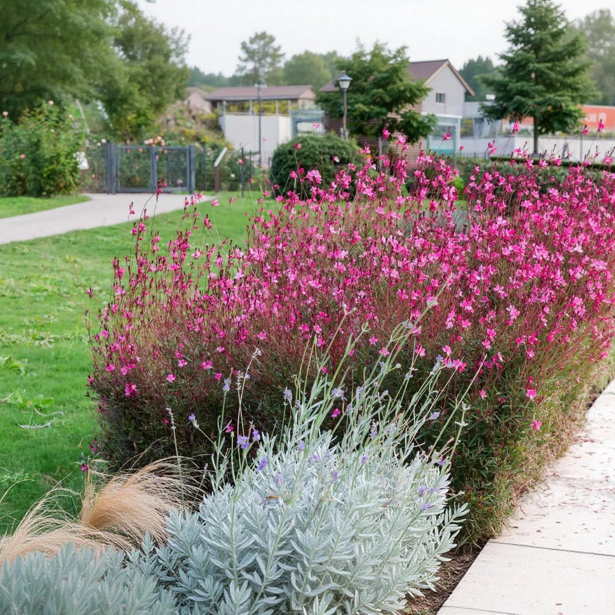 BuggyBeds Gaura suited for container gardening on patios and small spaces.