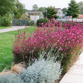BuggyBeds Gaura suited for container gardening on patios and small spaces.