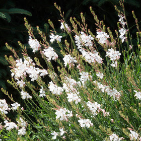 BuggyBeds Gaura thriving in full sun, ideal for sunny borders and containers.