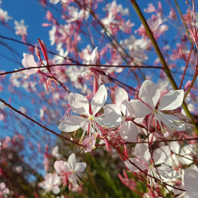 BuggyBeds Gaura blooms attracting bees and butterflies in sunny borders.