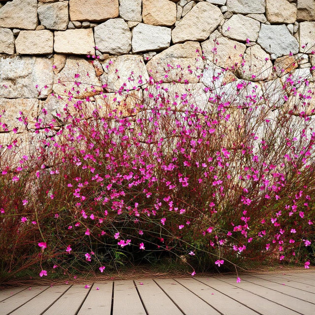 BuggyBeds Gaura seeds ready for sowing in early spring gardens.