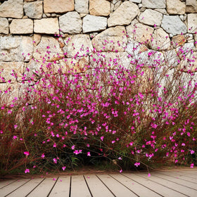 BuggyBeds Gaura seeds ready for sowing in early spring gardens.