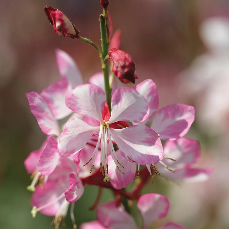 BuggyBeds Gaura blossoms with airy pink and white petals that attract pollinators.