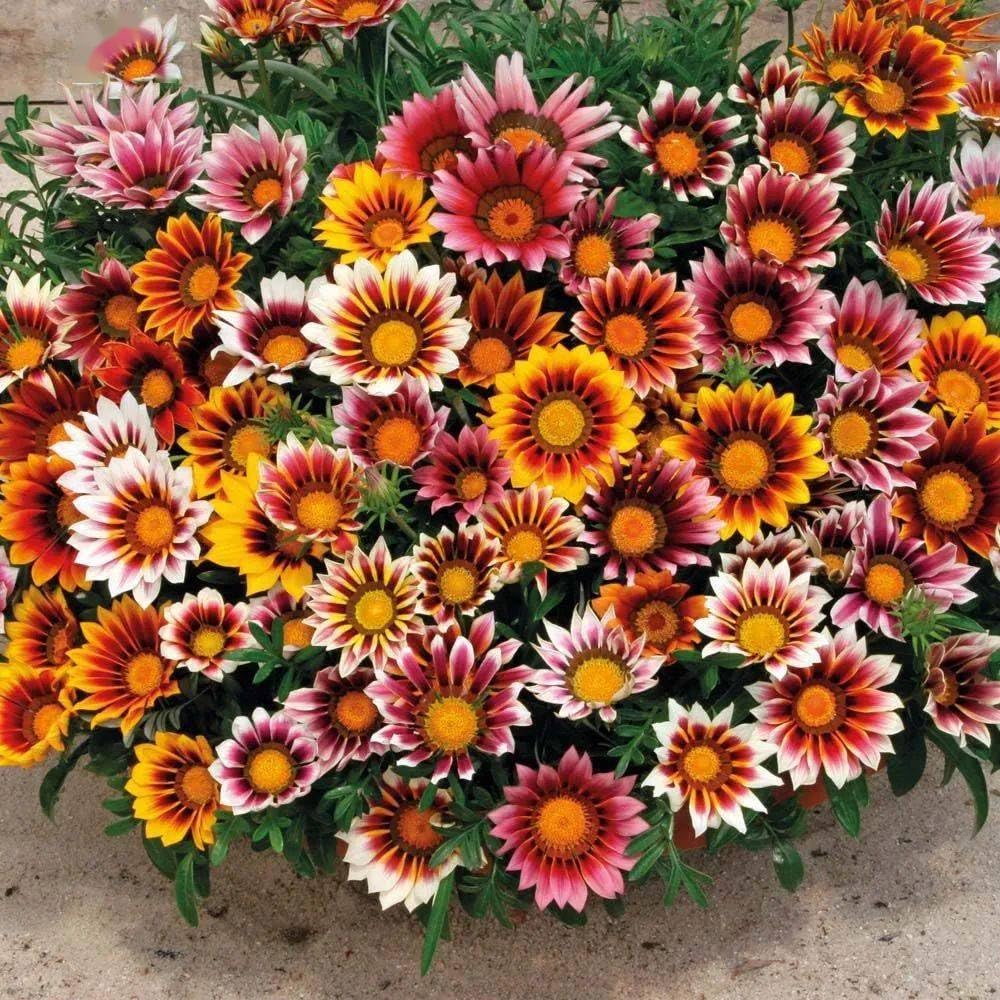 BuggyBeds Gazania and Tithonia blooms brighten sunny borders and attract pollinators.