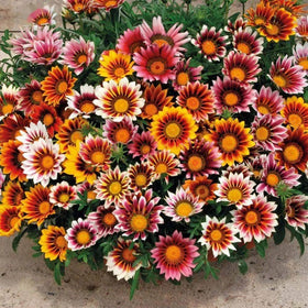 BuggyBeds Gazania and Tithonia blooms brighten sunny borders and attract pollinators.