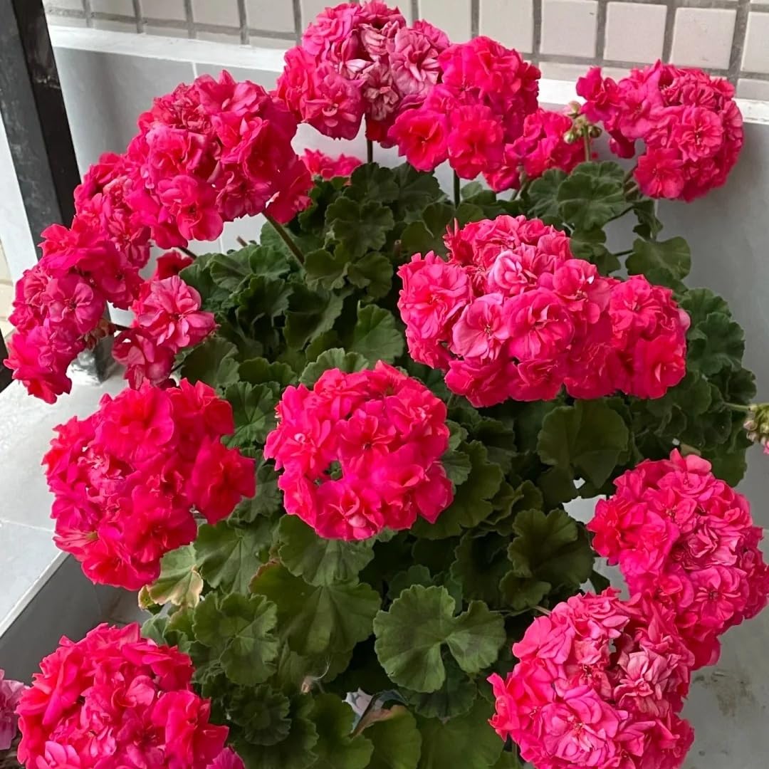 BuggyBeds geranium blooms colorful display to elevate balcony or garden decor