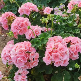 BuggyBeds geranium container planting ideal for balcony planters