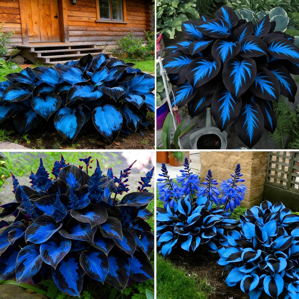 BuggyBeds giant hosta seeds seed pack ideal for shade gardens with lush ground cover
