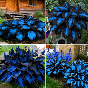 BuggyBeds giant hosta seeds seed pack ideal for shade gardens with lush ground cover