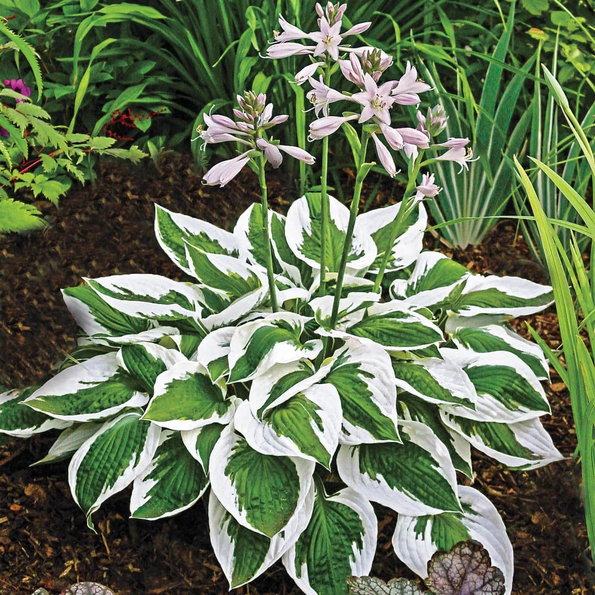BuggyBeds Hosta seed gift pack ideal for gifting garden lovers