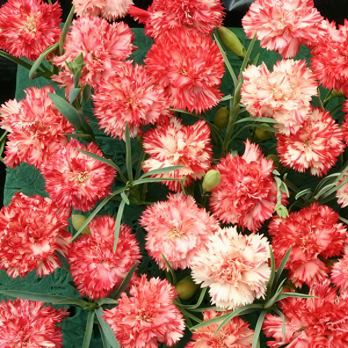 BuggyBeds ideal for ground cover and decorative borders
