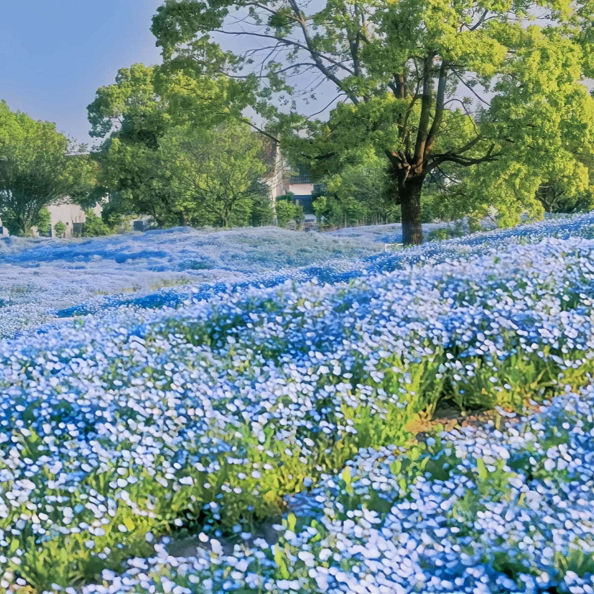Ground cover of BuggyBeds Nemophila Baby Blue Eyes ideal for containers and pathways.
