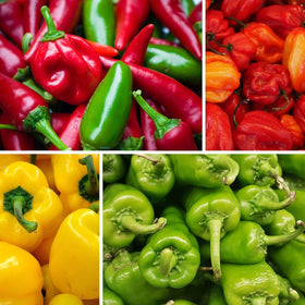 BuggyBeds habanero seeds pack for fiery peppers great in sauces