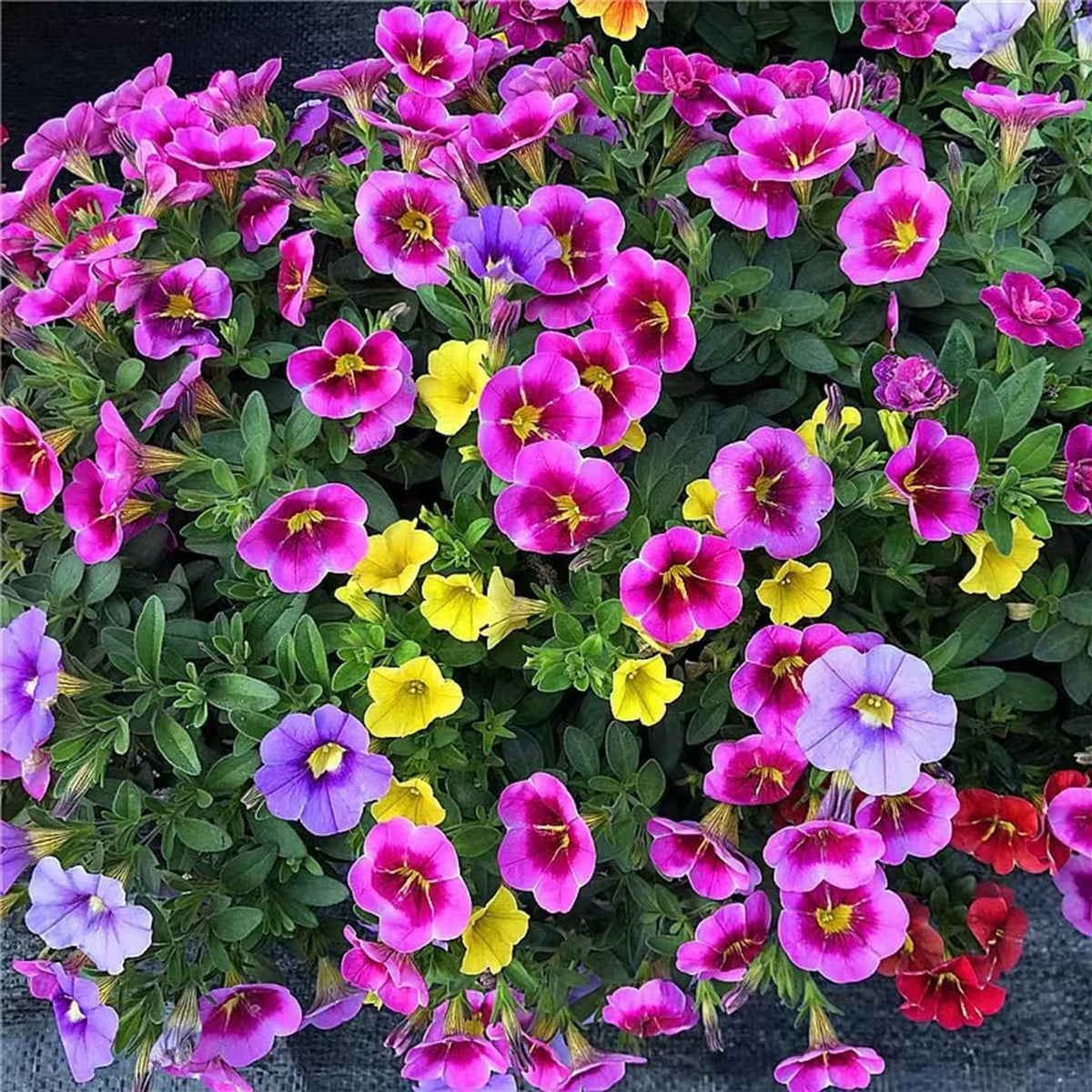 BuggyBeds Hanging-Basket Petunia offers versatile use in baskets and containers.