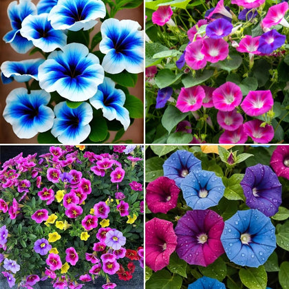 BuggyBeds Hanging Petunia Seeds 300pcs package ideal for baskets with cascading color.