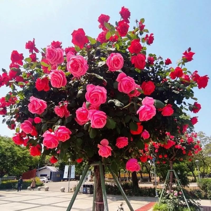 BuggyBeds hardy seeds suitable for patios and outdoor décor.