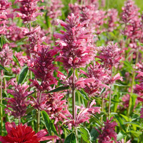 BuggyBeds heat-tolerant perennial ideal for sunny borders