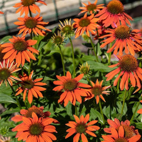 BuggyBeds heirloom coneflowers in full bloom brighten pink and purple borders