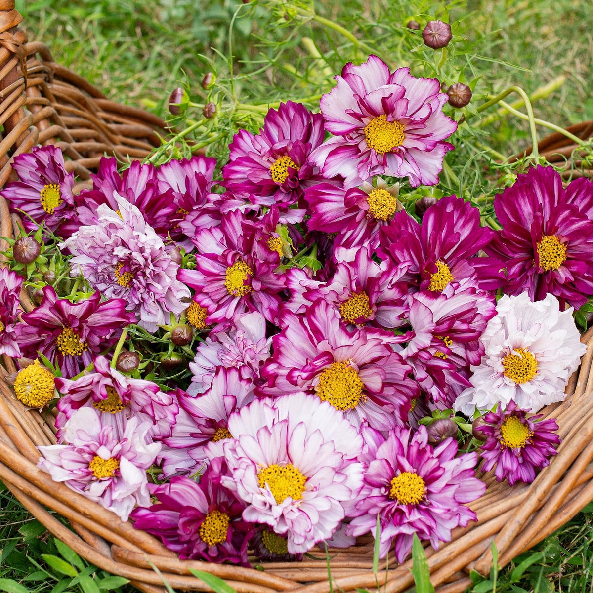 BuggyBeds Heirloom Non-GMO seeds ensure reliable flowering.