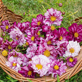 BuggyBeds Heirloom Non-GMO seeds ensure reliable flowering.