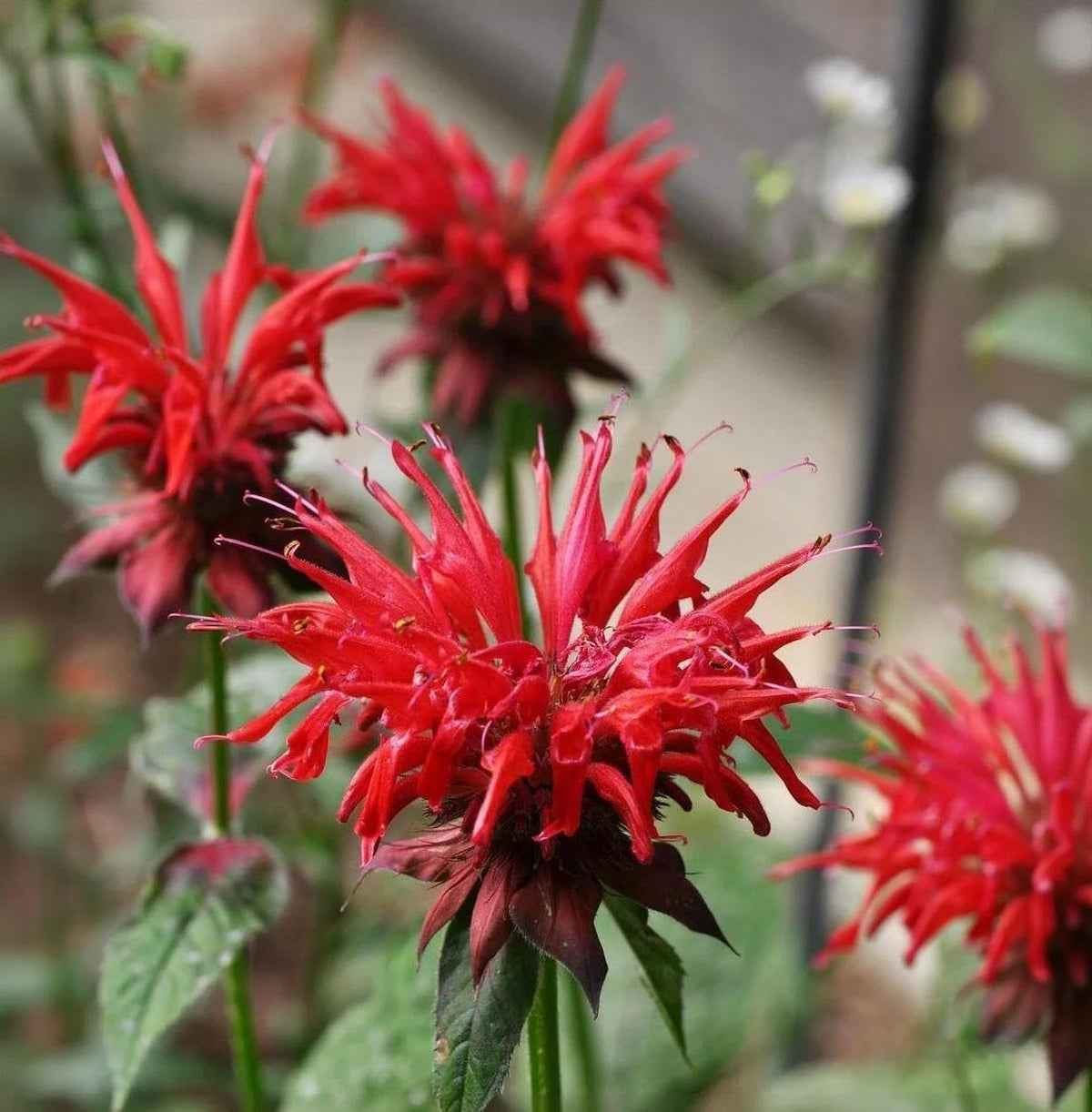 BuggyBeds Heritage non-GMO seeds support sustainable, heirloom pollinator beds