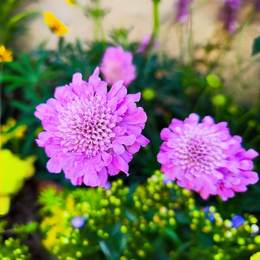 BuggyBeds high germination Scabiosa seeds show strong startup for vibrant perennials.