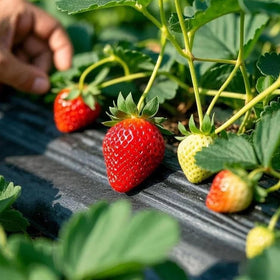BuggyBeds high-yield potted strawberries delivering abundant harvests.