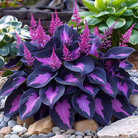 BuggyBeds hosta border planting showcased in a shaded bed.