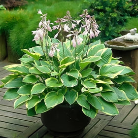 BuggyBeds Hosta border planting idea to soften walkways and shade