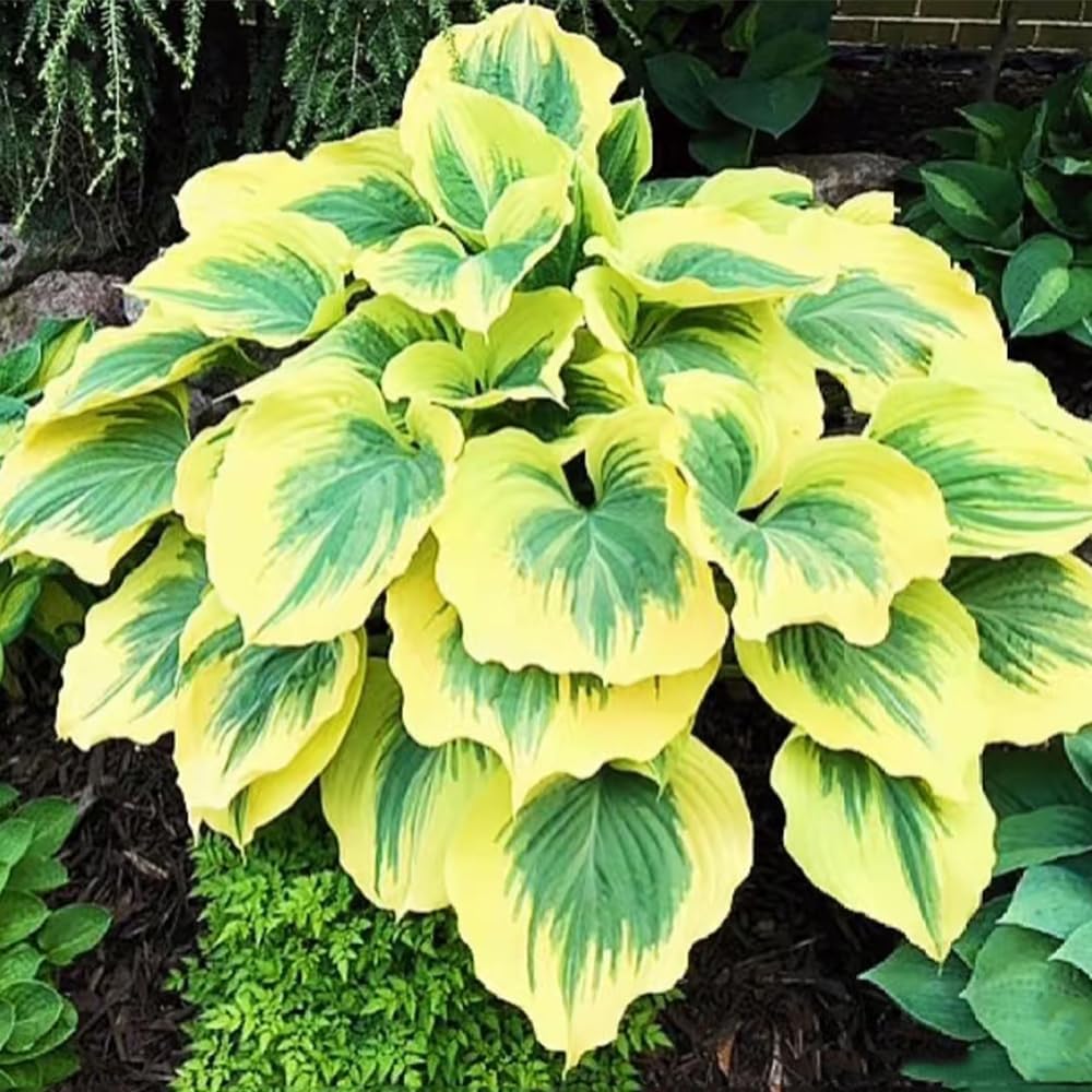 BuggyBeds hosta in a container used for patio greenery.