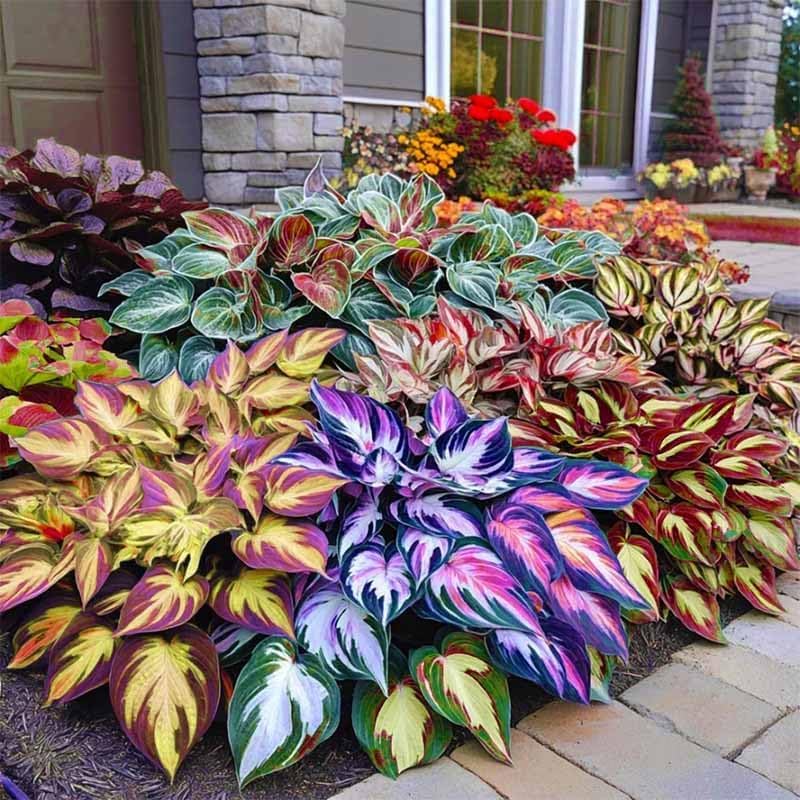BuggyBeds Hosta in a container, perfect for shade garden patios.