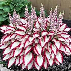 BuggyBeds Hosta containers thrive in shaded patios.
