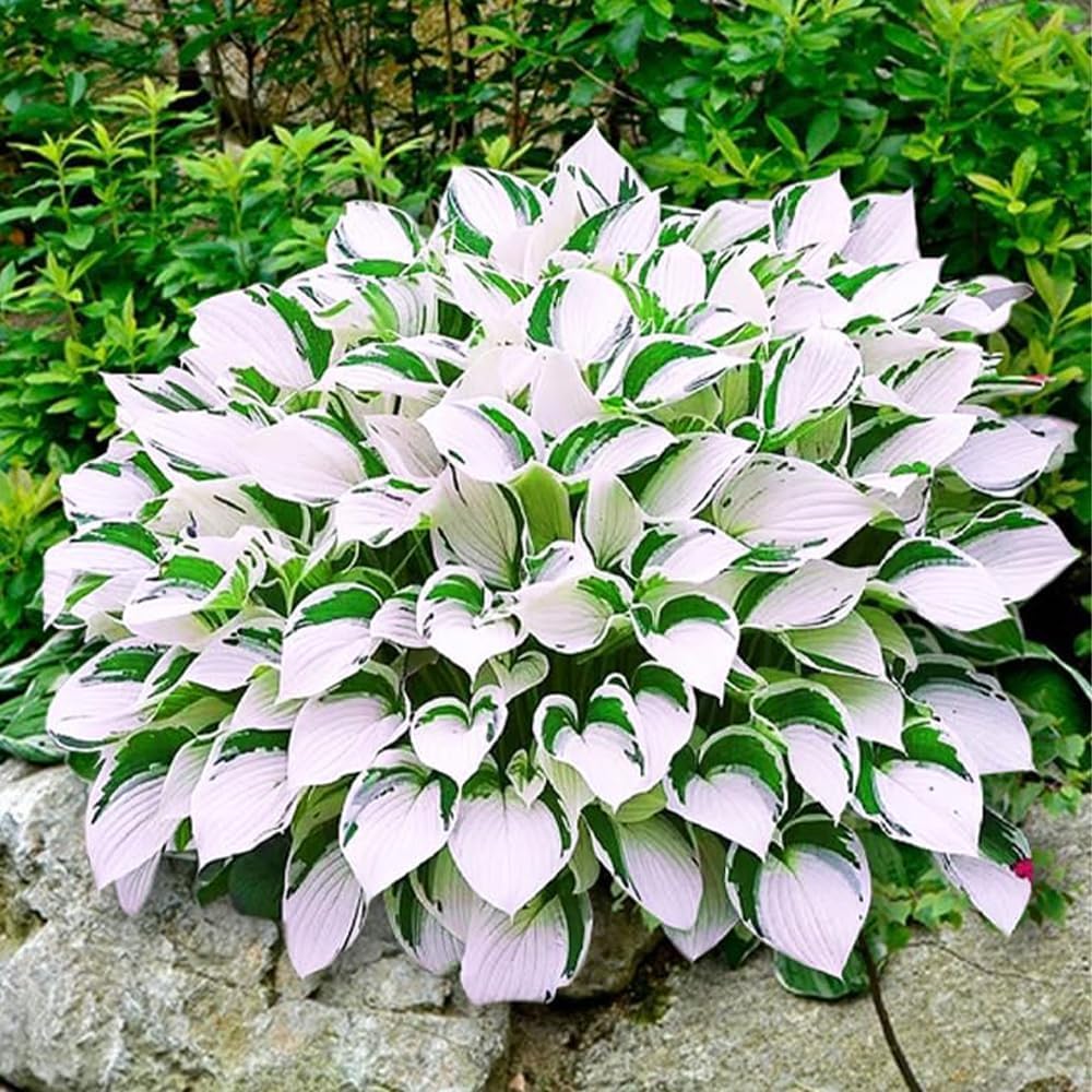 BuggyBeds hosta blooms attract pollinators like bees and butterflies.