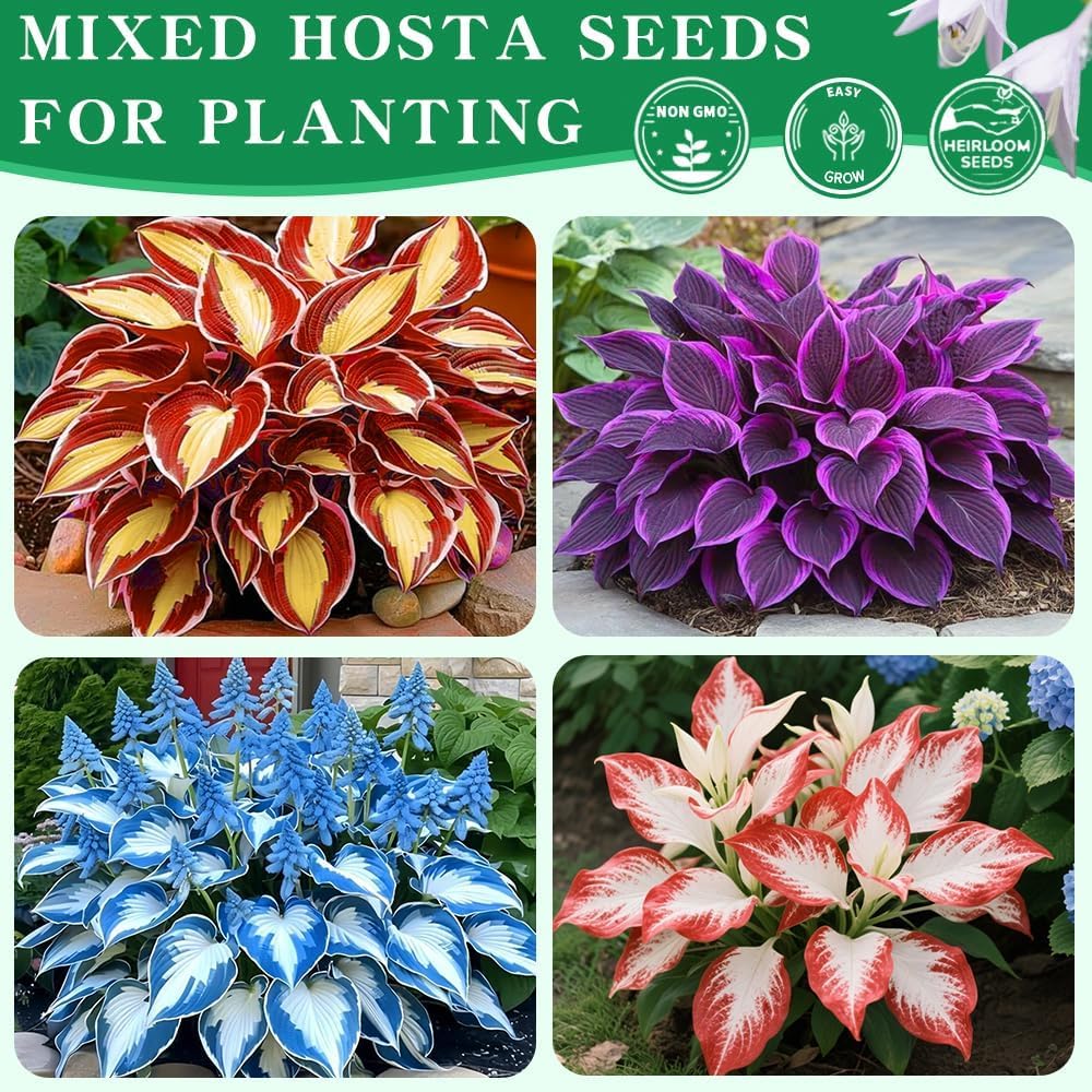 BuggyBeds hosta foliage blue-purple-white variety adds dynamic color to beds.