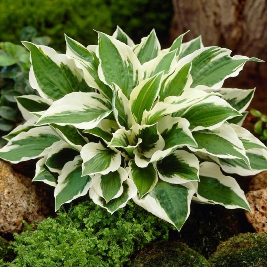 BuggyBeds Hosta ground-cover ideas in shaded borders.