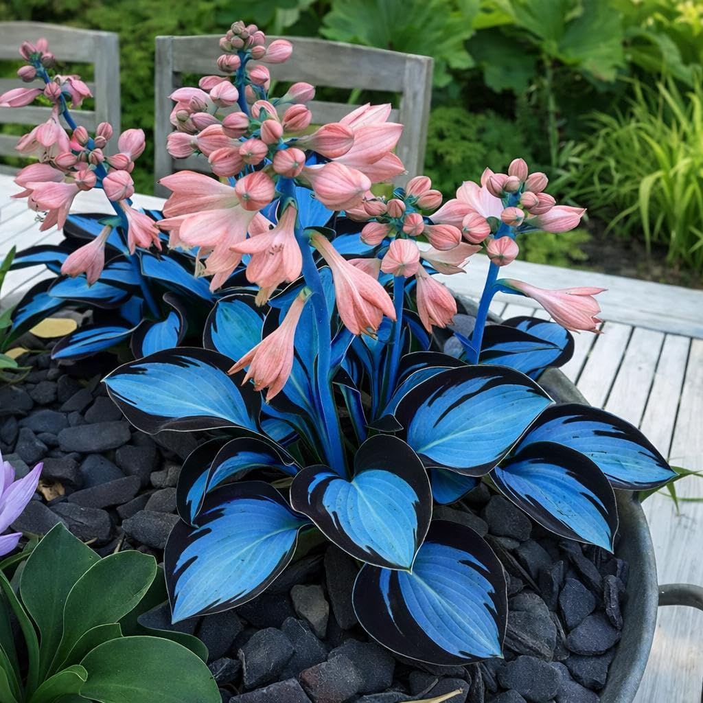 BuggyBeds Hosta leaves closeup highlights variegation for year-round garden drama.