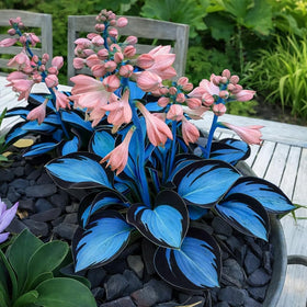 BuggyBeds Hosta leaves closeup highlights variegation for year-round garden drama.